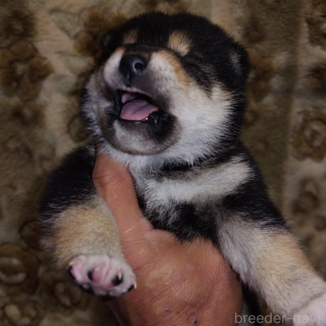 販売中の石川県の柴犬-388547の5枚目